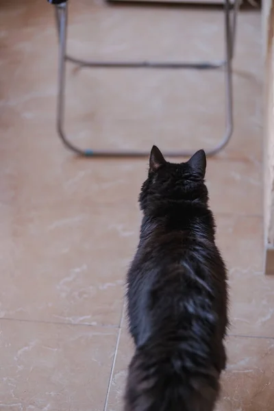 Gato Negro Pelo Largo Caminando Por Casa — Foto de Stock