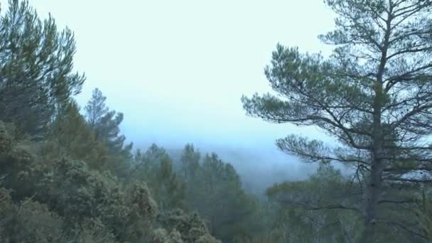 Video Niebla Pasando Por Los Árboles — Vídeos de Stock