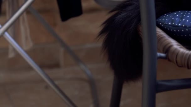 Siyah Kedi Kuyruğunu Sallıyor Sandalyede — Stok video