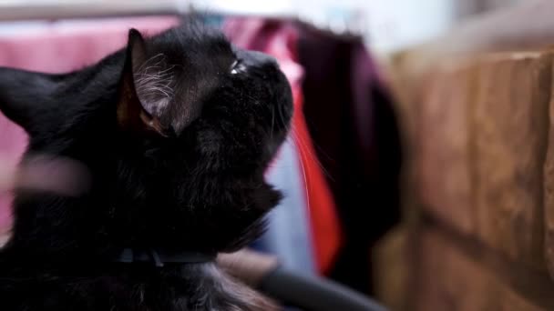 Chat Noir Regardant Intéressé Par Fenêtre — Video
