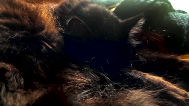 猫醒来的慢动作 — 图库视频影像