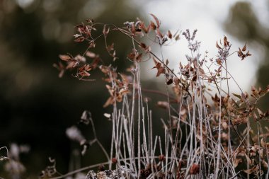 Sonbahar kahverengi yapraklı bir bitkinin yakın çekimi..