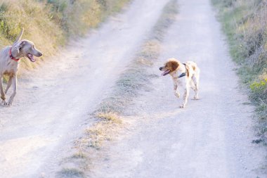 Tarlanın ortasında yolda birlikte yürüyen iki köpek..