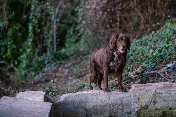 Pies Rasy Munsterlander Spacerujący Lesie — Zdjęcie stockowe