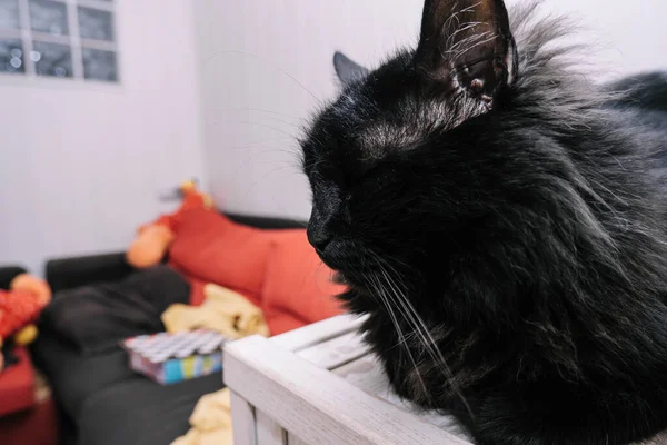 Κοντινό Πλάνο Μιας Μαύρης Γάτας Που Αναπαύεται Μέσα Στο Σπίτι — Φωτογραφία Αρχείου