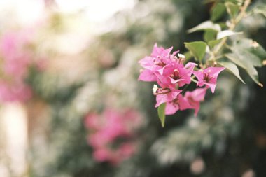 Arkaplanı bulanık mor çiçekli bir dal.