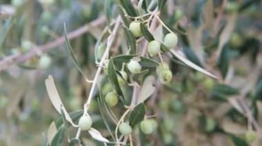 Zeytin dalı uzatır Rüzgarda hareket eder.