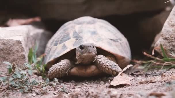 Landsköldpaddan Lämnar Sitt Hus Blickande Framåt — Stockvideo
