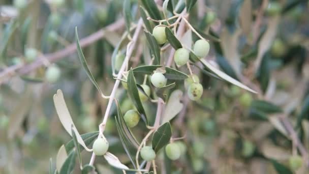Oliven Auf Einem Olivenzweig Der Sich Wind Bewegt — Stockvideo