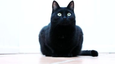 Kara kedi yerde oturuyor, her yöne bakıyor..