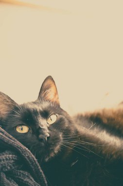 Kara kedi yan yatıyordu. Klasik biçim resmi.