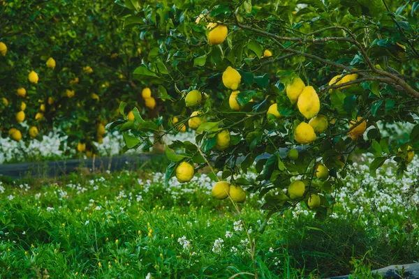 Lemon trees with branches full of lemons.