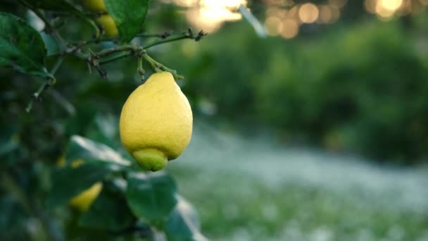 Lemon Located End Lemon Tree Branch — Stock Video