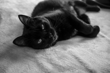 Yatakta uzanmış kameraya bakan kara kedi portresi..