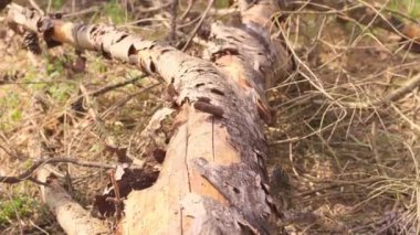  Yerde yatan bir kütüğün altından vurulmuş..