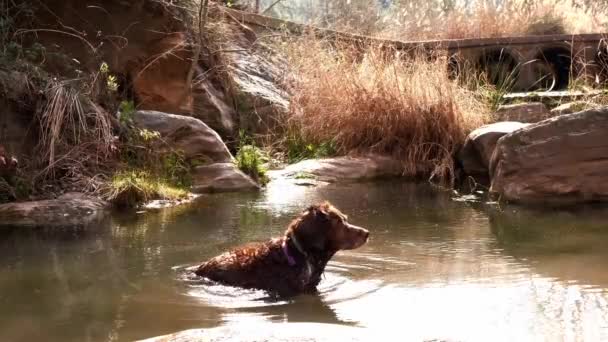 Munsterlander Σκυλί Παίζει Στο Νερό Μιας Λίμνης — Αρχείο Βίντεο