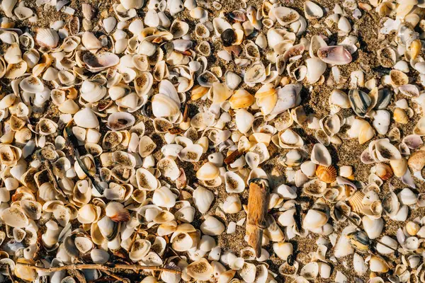 stock image Empty shells on the beach brought by the tide.