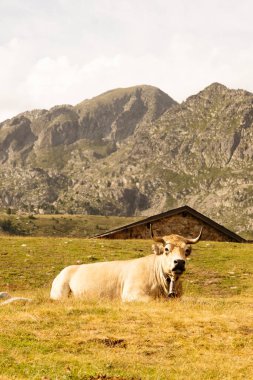 İnek çayırın ortasında oturuyor, arkasında dağlar var..