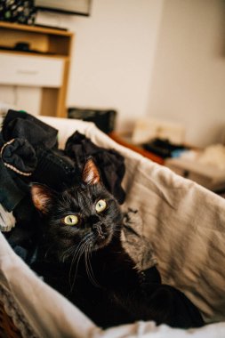 Kara kedi çamaşır sepetinde yatıyor..