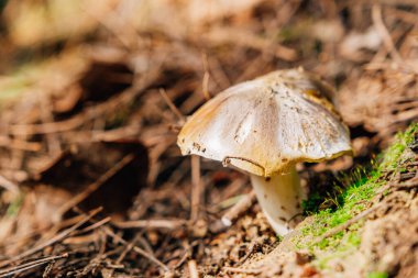 Ormanda Tricholoma tipi bir mantar resmi..