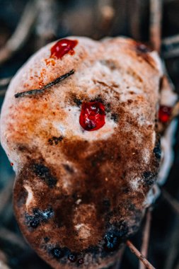 Ormandaki bir Hydnellum peckii mantarının görüntüsü.