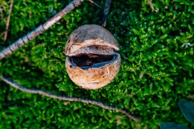Ormandaki Lycoperdon perlatum mantarı..