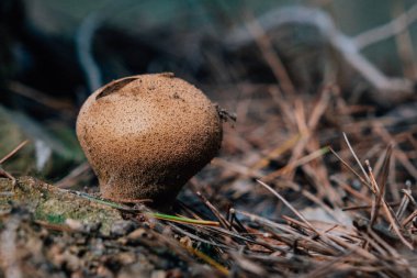 Ormandaki Lycoperdon perlatum mantarı..