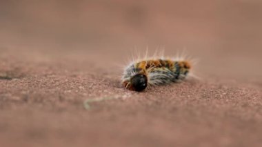 Bir tırtılın (Thaumetopoea pityokamppa) yakın çekimi).