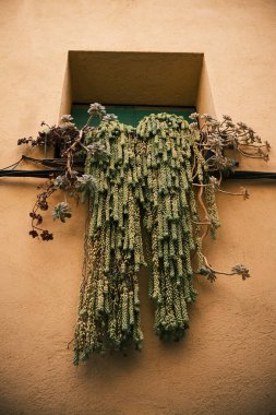 Hanging plant in a village window. Sedum Morganianum clipart