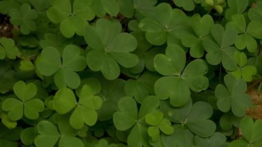 Kalp şeklinde yeşil üç yapraklı yonca..