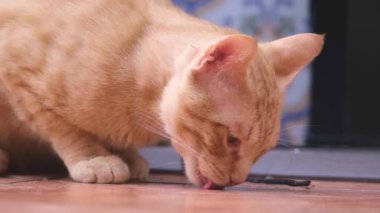 Yerde oynayan turuncu Avrupalı bir kedi.