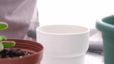 Evde bir bitkiyle bahçıvanlık yapan kız.