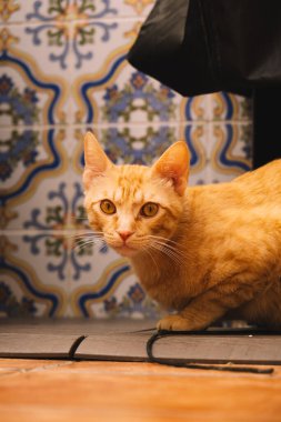 Avrupa turuncu kedisi terasta oynuyor