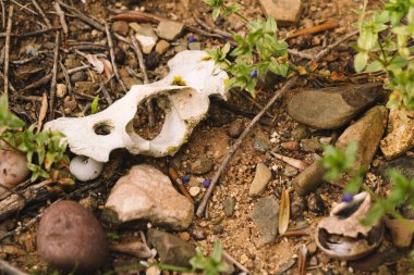 Ormandaki bir hayvanın kemikleri.