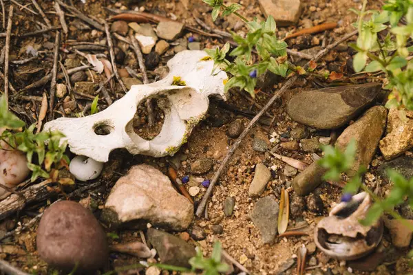 Ormandaki bir hayvanın kemikleri.