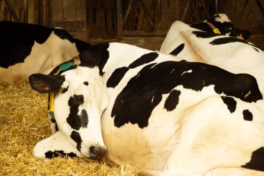 Birlikte samanlığın zemininde dinlenen inekler