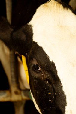 Siyah beyaz bir ineğin gözünün yakın çekimi..