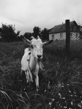 Eski evin yakınındaki kırsal bir çayırda keçi.