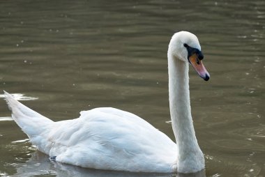 Zarif beyaz bir kuğu sakin bir gölette süzülüyor, yansıması yavaşça parıldıyor. Doğal uyumun saflık ve zarafetinin sembolü..
