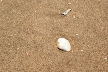 Yazın güneşli bir kumsalın yumuşak kumu üzerinde uzanan yalnız beyaz bir deniz kabuğu. Etrafı tahıllarla ve küçük kabuklarla çevrili. Doğanın güzelliğini ve sükunetini gözler önüne seriyor..