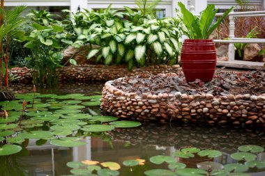 Serin bir bahçe göleti yemyeşil nilüferler ve pürüzsüz taşlarla çevrili çarpıcı kırmızı bir tencereye sahiptir. Gün ışığında huzurlu bir doğal ortam yaratır..