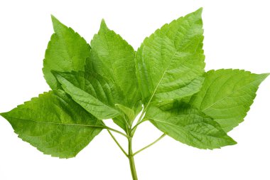 Canlı yeşil yapraklardan oluşan bir küme detaylı dokusunu ve sağlıklı görünümünü sergiler. Yapraklar doğal olarak düzenlenmiş, tazeliklerini ve canlılıklarını vurguluyorlar..