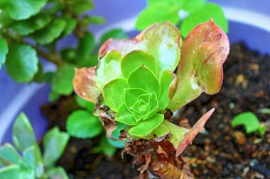 yeşil bitki saksıda sulu