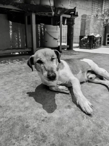 Yaşlı köpek Jack Russell bir gözü kör, güneşin altında dinleniyor.