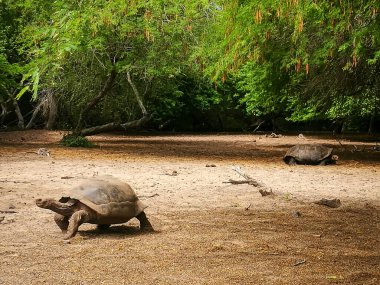 Galapagos Kaplumbağa, Santa Cruz, Galapagos Adası, Ekvador