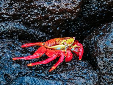 Santa Cruz 'da güzel kırmızı yengeç, Galapagos adası, Ekvador
