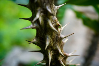 Laos 'taki bilinmeyen bir bitkinin dikenlerinin makro çekimi.