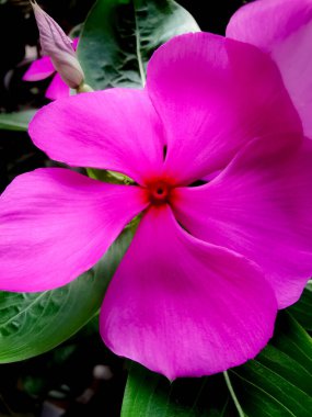 İsviçre dağlarında pembe bir gülün makro fotoğrafı.