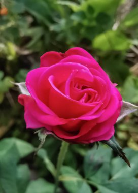 İsviçre dağlarında pembe bir gülün makro fotoğrafı.