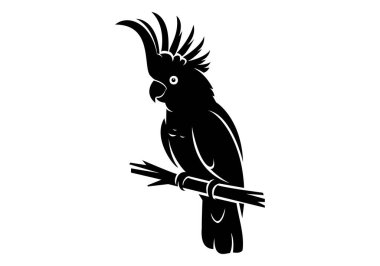 Bir papağanın çarpıcı siyah silueti, özgün arması ile tanınan bir tür papağan, ince bir dala tünemiş zarif beyaz arka planına karşı, zarif bir şekilde yakalanır. 